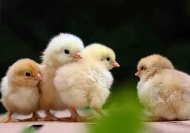 【行情价格】2022年6月15日全国鸡苗价格行情走势